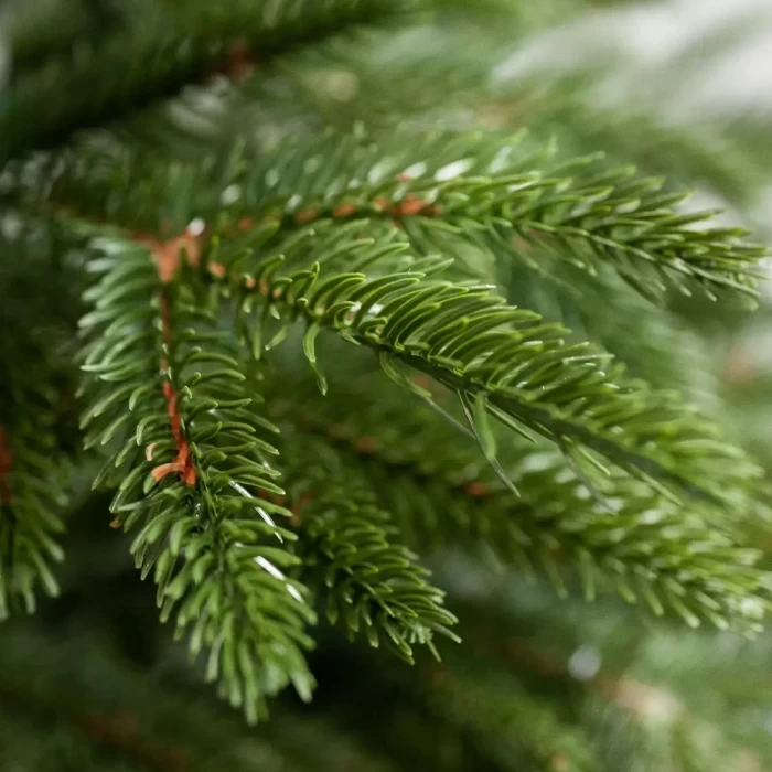 Елка Девилон Дарина-180см